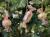 bombka cukierek na choinkę (1).JPG