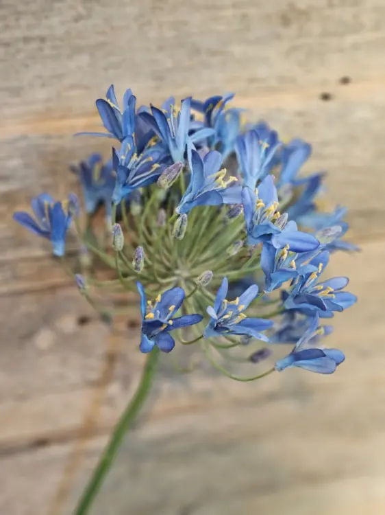 96dce10391e73dc8f2950c0d49b82f58