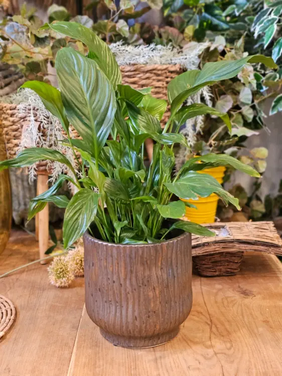 f2e4ce90ae3bdf10c0394f5d2476d83b