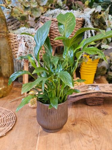 3227de3671a0e6f1dc5585bfe0d29c08