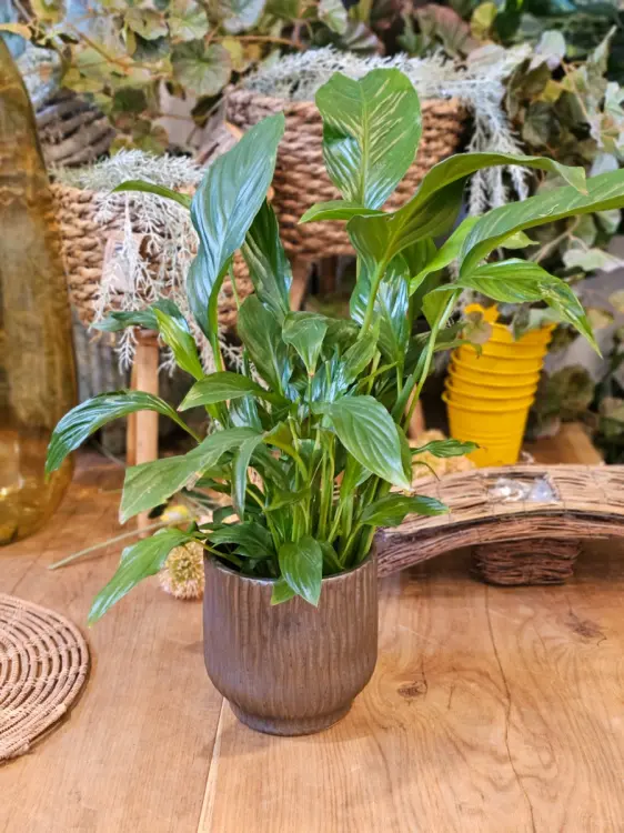 3227de3671a0e6f1dc5585bfe0d29c08