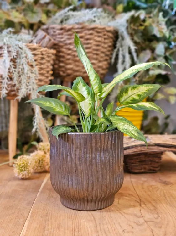 5dc2e020625450c1bb9cf6c863d94d0c