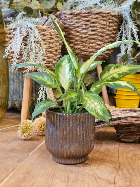 0a276f41832584257c353c10b5d5c37d