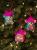 e1e4cd3a20744040a4dd28456b661f08